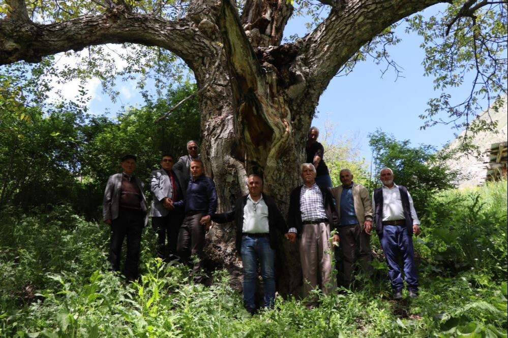 En az 300 yıllık! Anıt niteliğinde... Yedi kişi el ele tutuşarak ancak sarabiliyor - 3. Resim