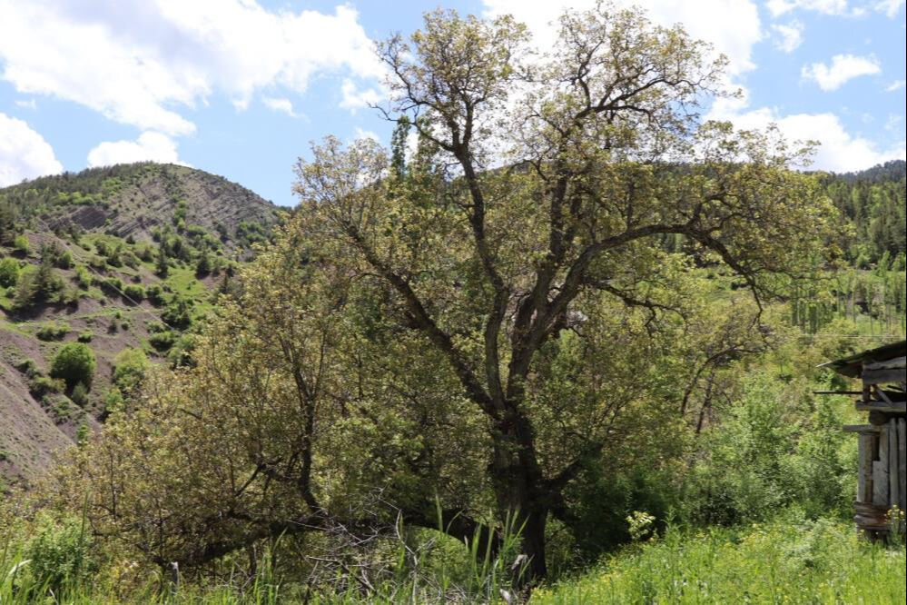 En az 300 yıllık! Anıt niteliğinde... Yedi kişi el ele tutuşarak ancak sarabiliyor - 1. Resim