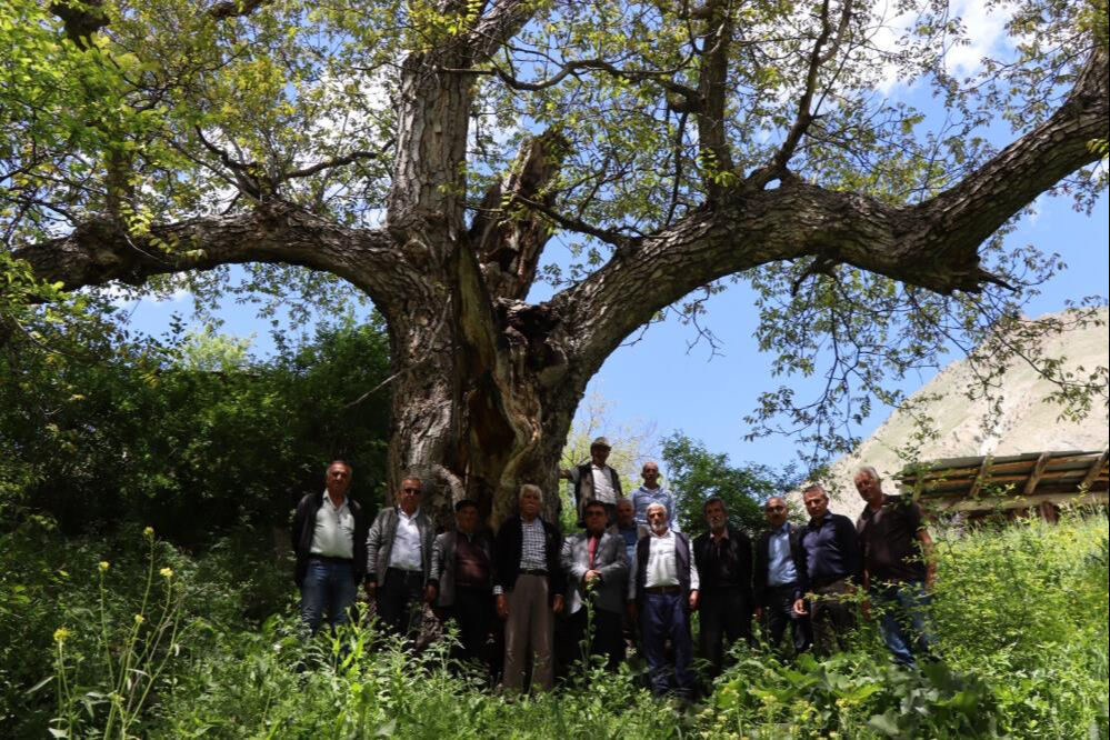 En az 300 yıllık! Anıt niteliğinde... Yedi kişi el ele tutuşarak ancak sarabiliyor - 2. Resim