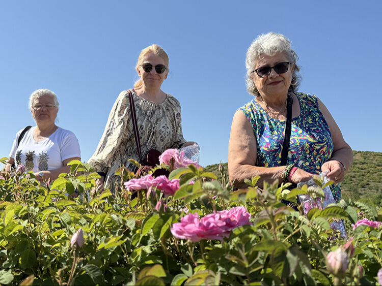 Gülün başkentinde mesai başladı! Isparta'da güller sepette - 1. Resim