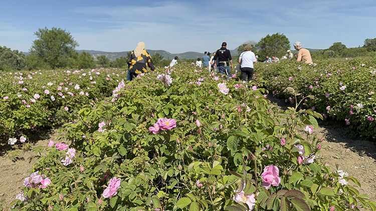 Gülün başkentinde mesai başladı! Isparta'da güller sepette - 2. Resim