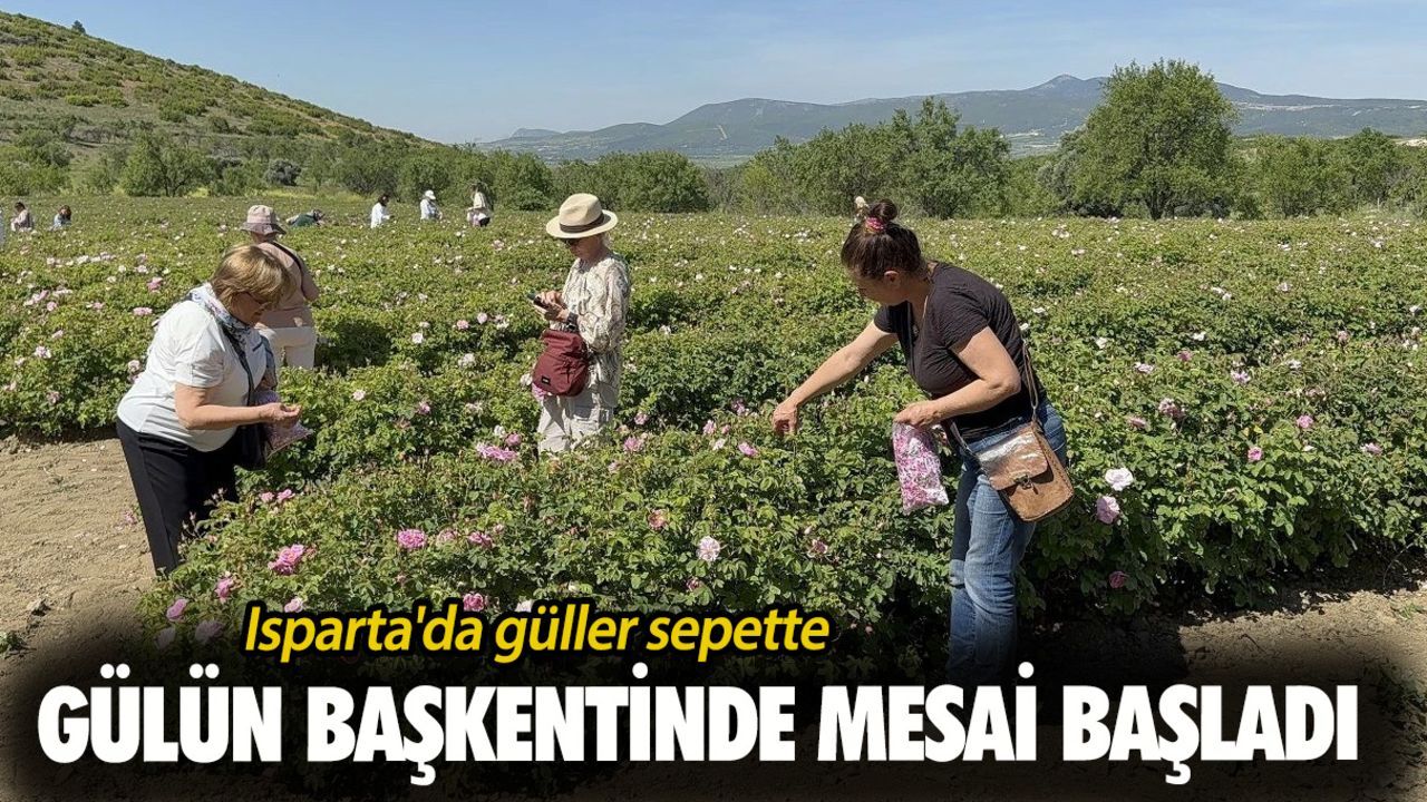 Gülün başkentinde mesai başladı! Isparta'da güller sepette Gülün başkentinde mesai başladı! Isparta'da güller sepette