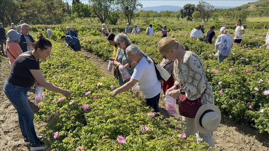 Gülün başkentinde mesai başladı! Isparta'da güller sepette - 3. Resim