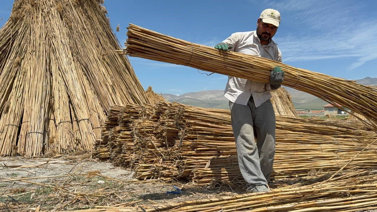 Hasat başladı! İngiltere, Hollanda gibi birçok ülkeye ihraç edilecek - 1. Resim