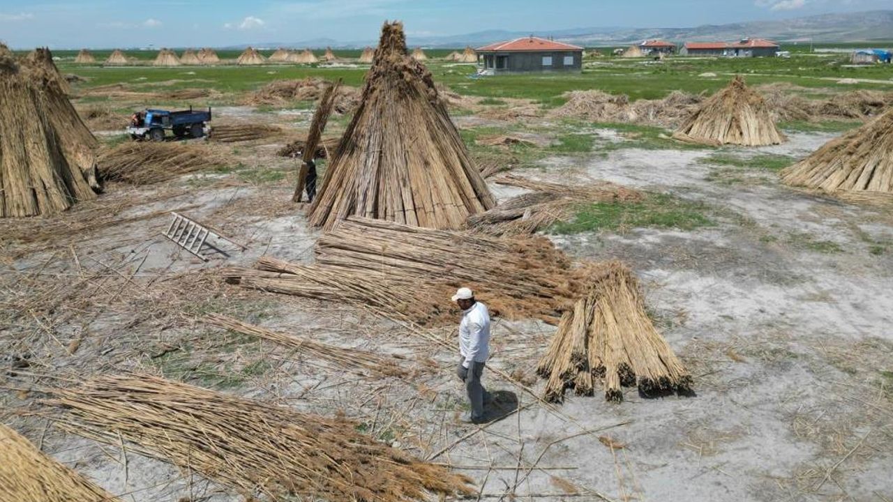 Hasat başladı! İngiltere, Hollanda gibi birçok ülkeye ihraç edilecek Hasat başladı! İngiltere, Hollanda gibi birçok ülkeye ihraç edilecek