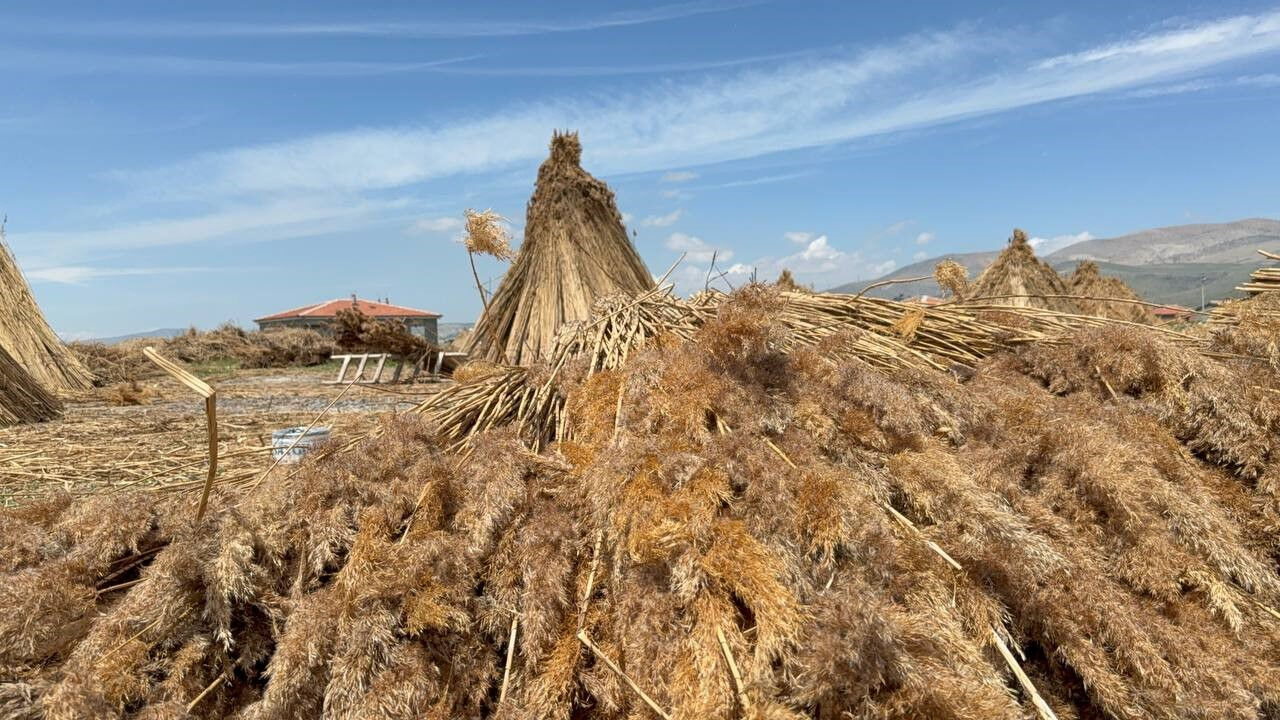 Hasat başladı! İngiltere, Hollanda gibi birçok ülkeye ihraç edilecek - 3. Resim