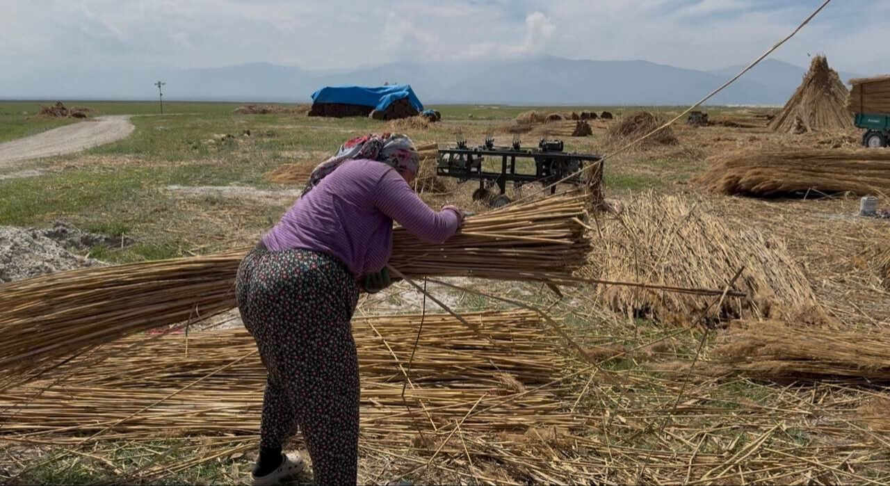 Hasat başladı! İngiltere, Hollanda gibi birçok ülkeye ihraç edilecek - 2. Resim