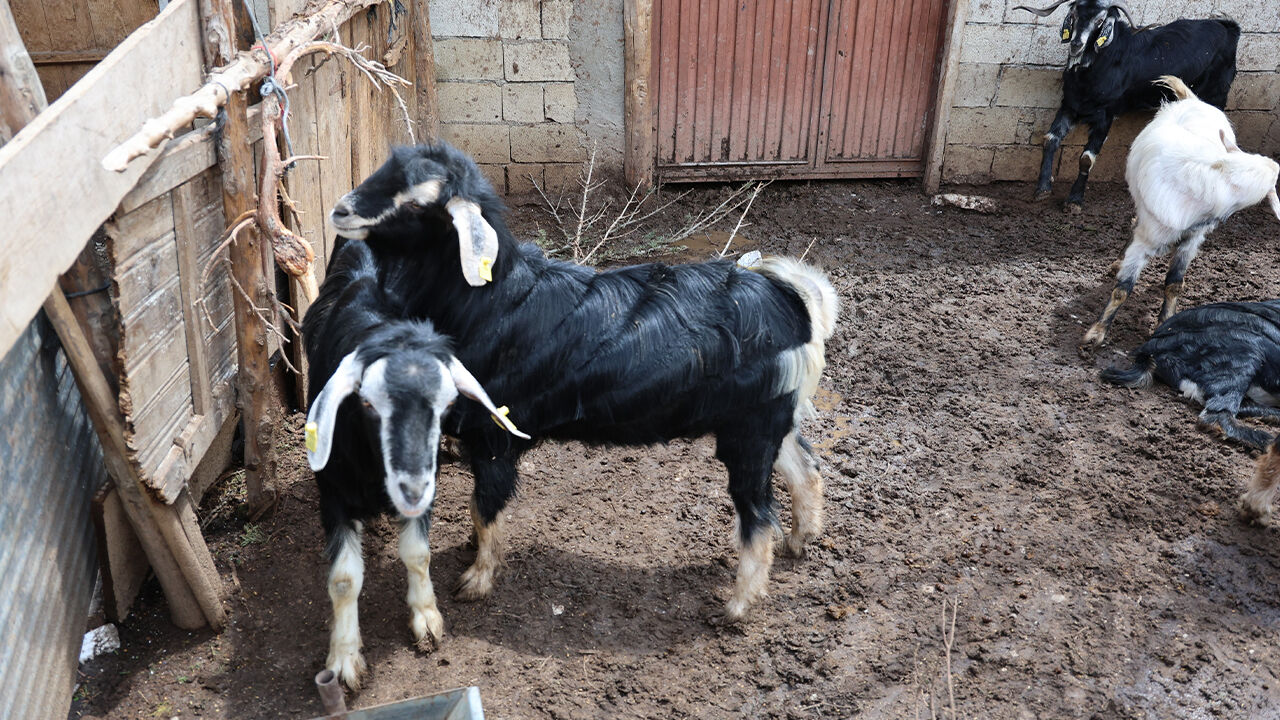 Her şey birkaç gecede değişti! Çiftçi uyudular, bambaşka bir meslekle uyandılar... En az 2 yıl sürecek - 2. Resim