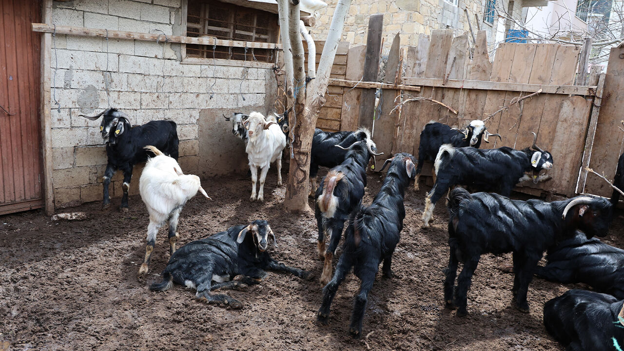 Her şey birkaç gecede değişti! Çiftçi uyudular, bambaşka bir meslekle uyandılar... En az 2 yıl sürecek - 1. Resim
