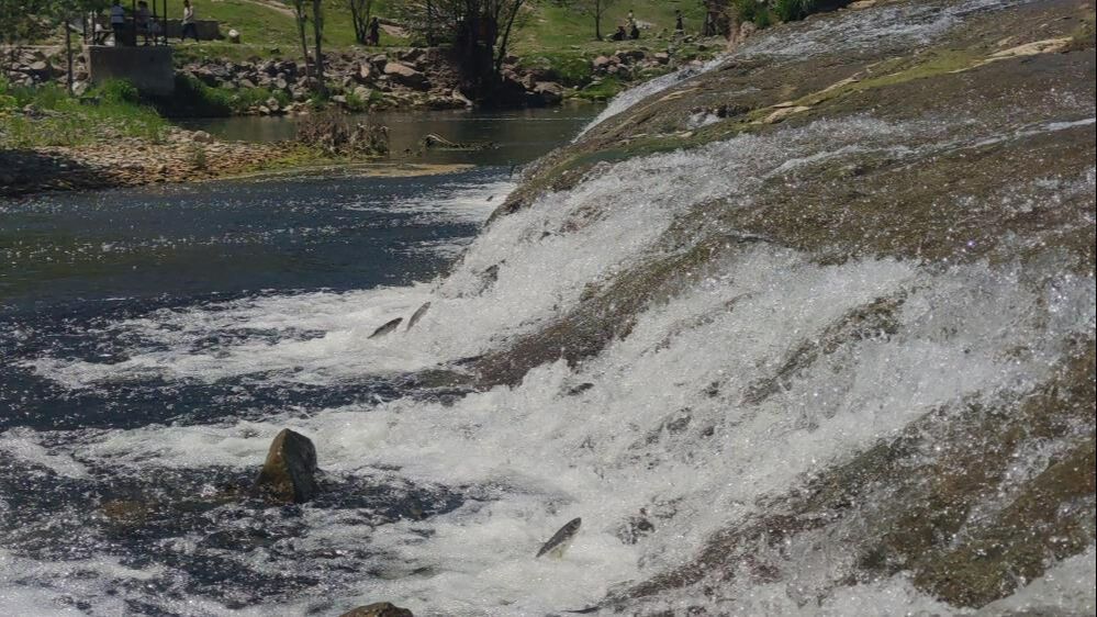 İnci kefalinin 23 kilometrelik zorlu yolculuğu! 