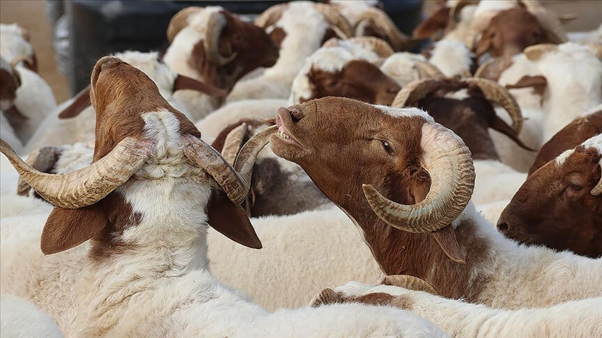 Kurban kesmek farz mı? Kurban kesmekle yükümlü olanlar Kurban kesmek farz mı? Kurban kesmekle yükümlü olanlar - 3. Resim