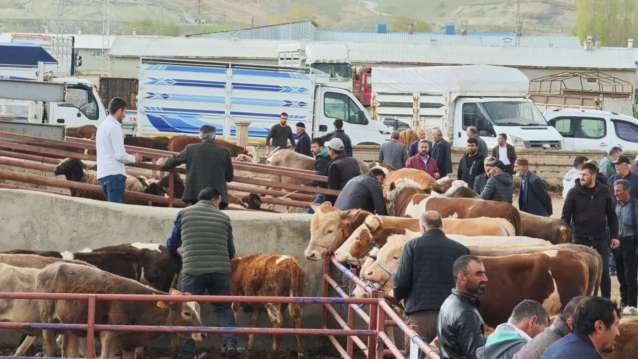 Kurbanlık fiyatları ne kadar? Pazarlarda yoğunluk devam ediyor - 3. Resim