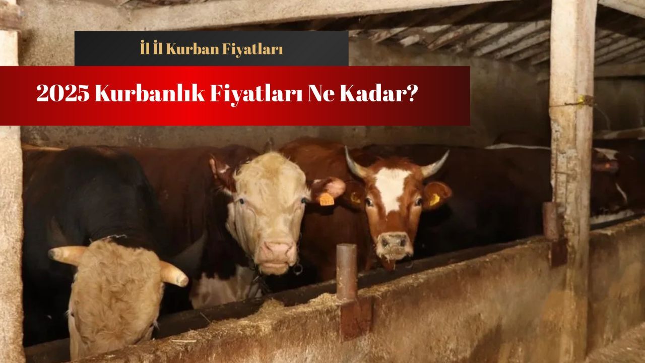 Kurbanlık fiyatları ne kadar? Pazarlarda yoğunluk devam ediyor Kurbanlık fiyatları ne kadar? Pazarlarda yoğunluk devam ediyor