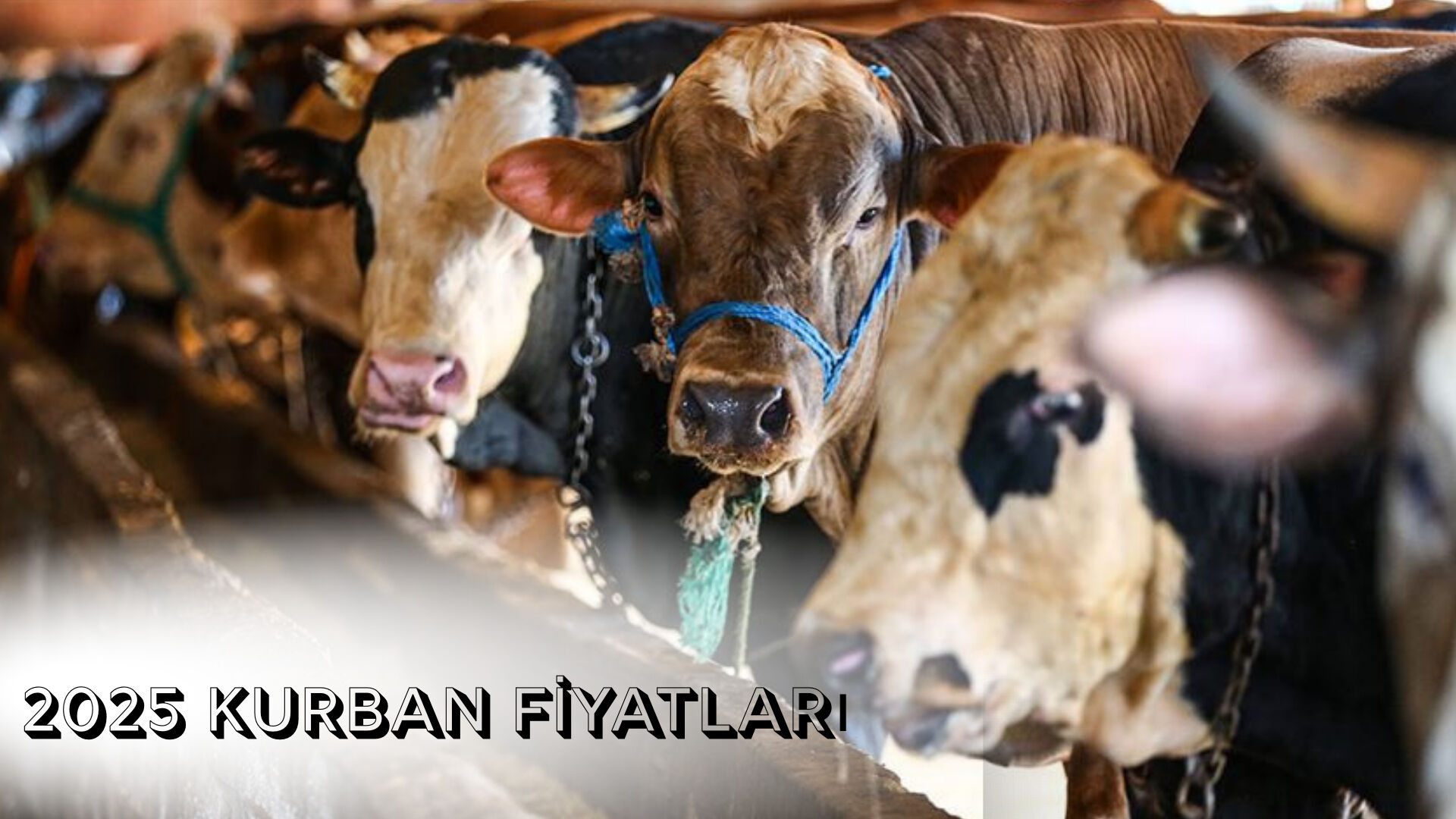 Kurbanlık fiyatları ne kadar? Pazarlarda yoğunluk devam ediyor - 1. Resim