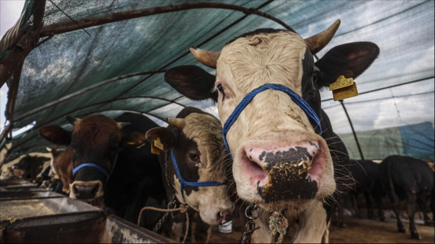 Kurbanlık hayvan ne zaman ucuzlar? Büyükbaş ve küçükbaş hayvan fiyatları cep yakıyor! - 1. Resim