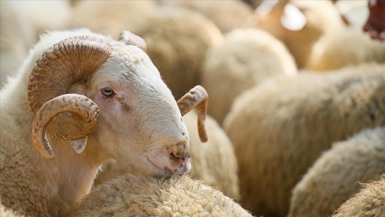 Kurbanlık hayvan ne zaman ucuzlar? Büyükbaş ve küçükbaş hayvan fiyatları cep yakıyor! Kurbanlık hayvan ne zaman ucuzlar? Büyükbaş ve küçükbaş hayvan fiyatları cep yakıyor!