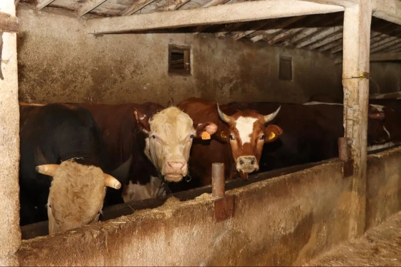 Kurbanlık hayvan ne zaman ucuzlar? Büyükbaş ve küçükbaş hayvan fiyatları cep yakıyor! - 2. Resim