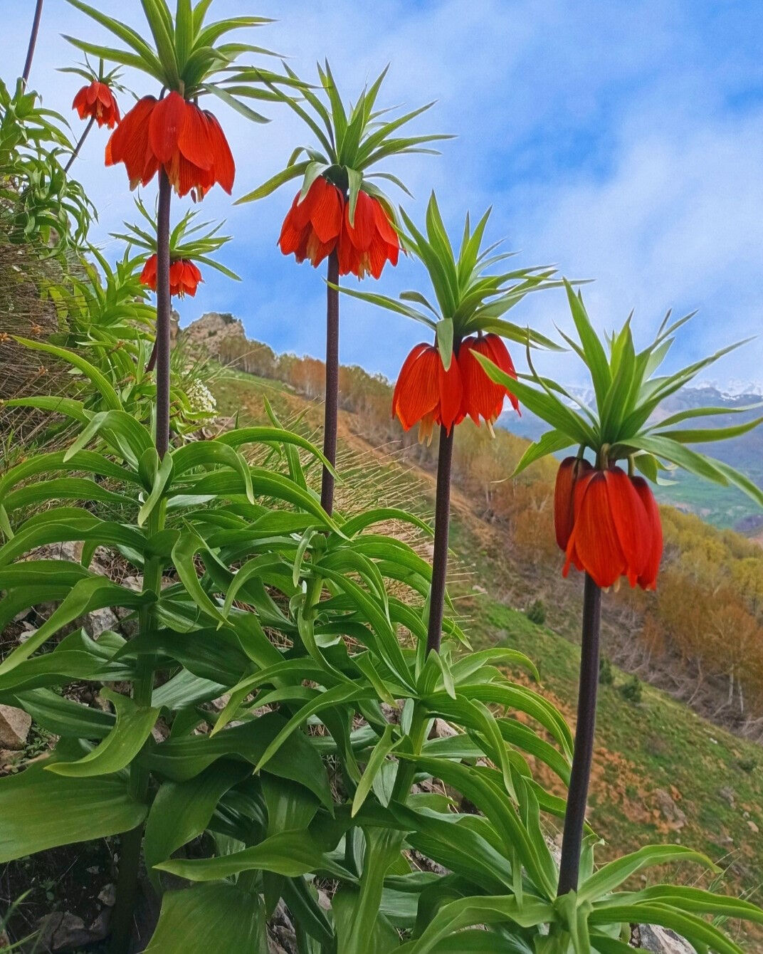 Saksıya koyarım diye sakın koparmayın! 557 bin TL cezası var - 2. Resim