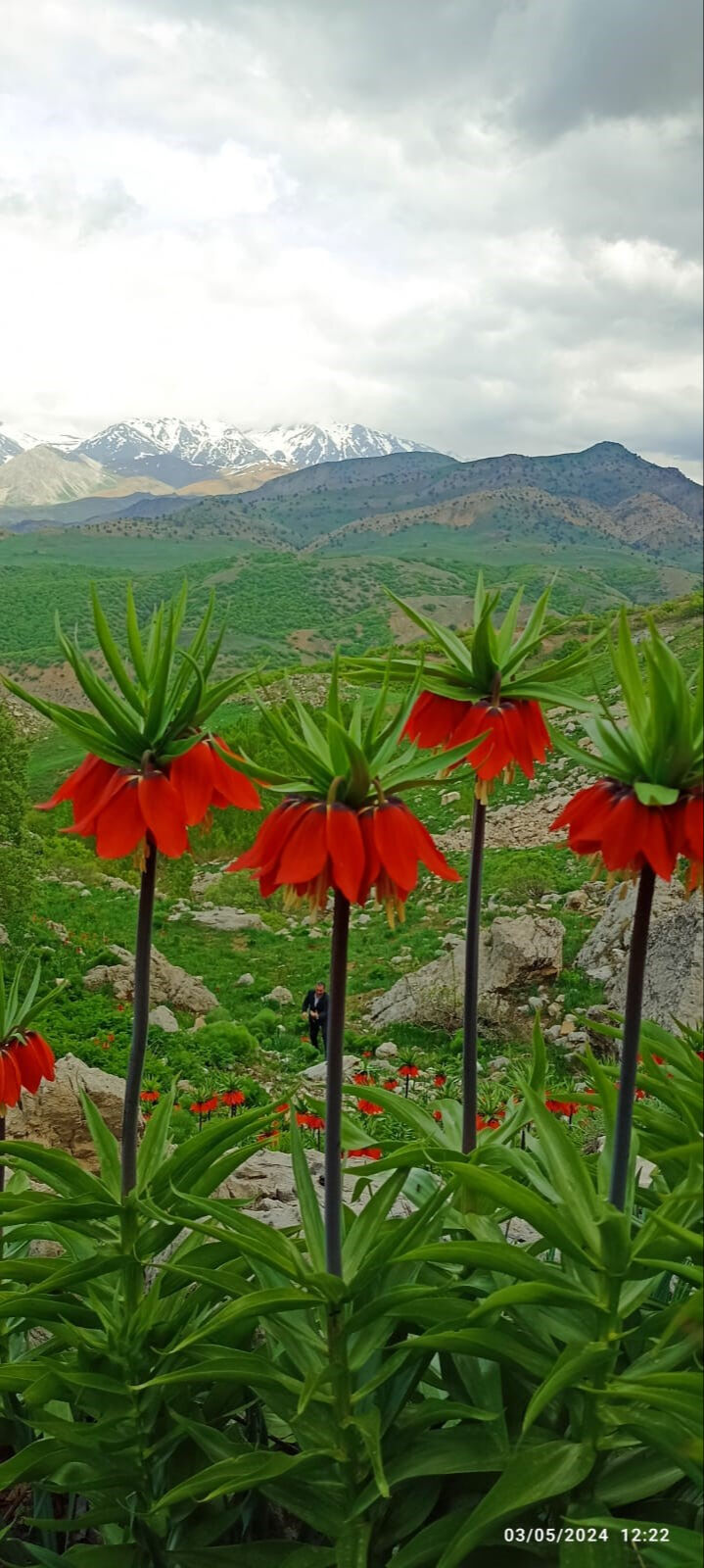 Saksıya koyarım diye sakın koparmayın! 557 bin TL cezası var - 3. Resim