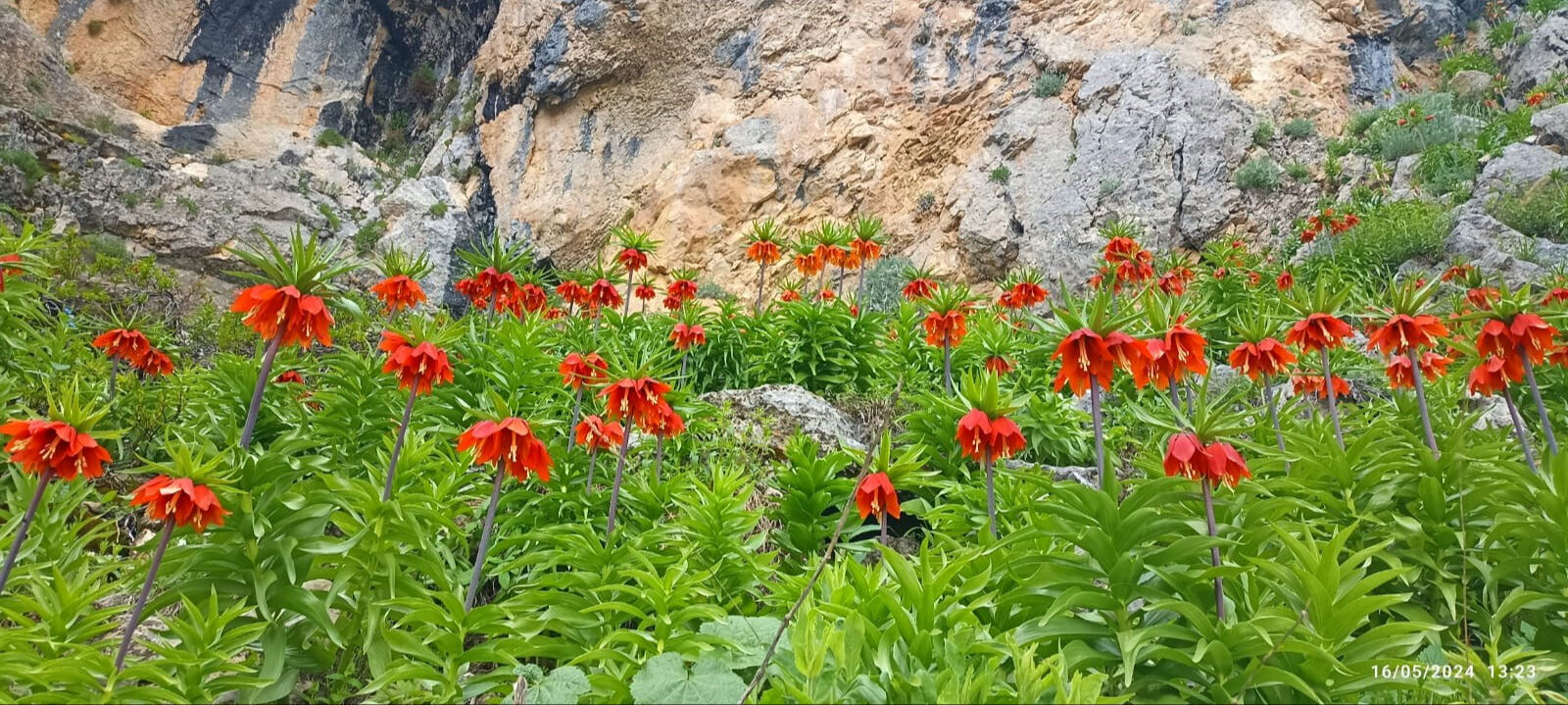 Saksıya koyarım diye sakın koparmayın! 557 bin TL cezası var - 1. Resim