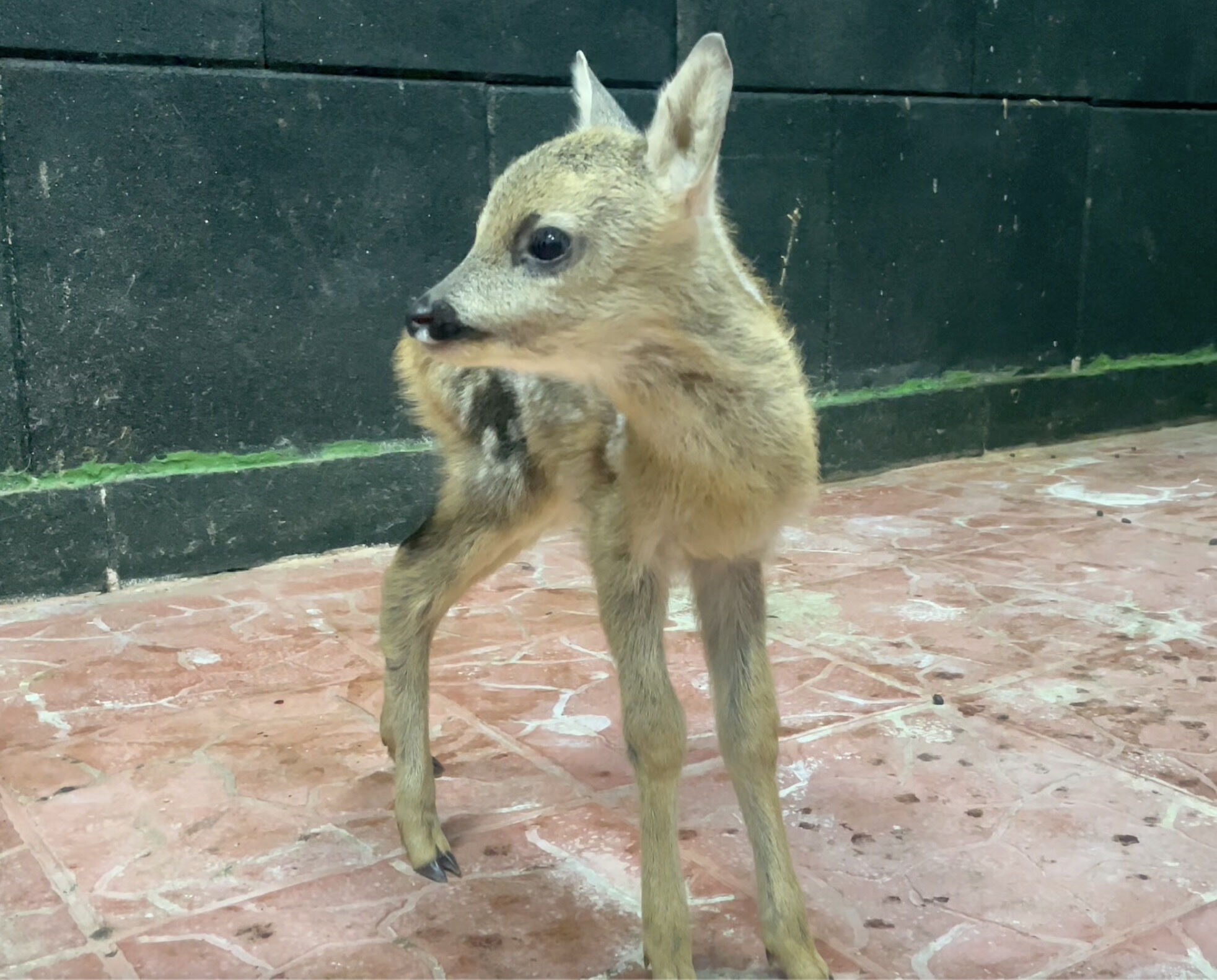 Sinop'ta bitkin bulunan yavru karaca koruma altına alındı - 1. Resim
