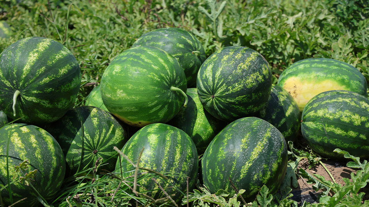 Türkiye'nin ihtiyacının yüzde 25'ini bu kent karşılıyor! Hasat başladı, tarlada kilosu 24 lira - 1. Resim