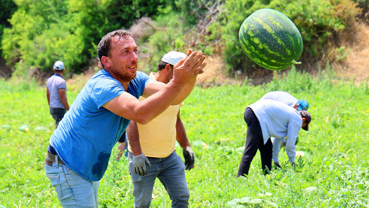 Türkiye'nin ihtiyacının yüzde 25'ini bu kent karşılıyor! Hasat başladı, tarlada kilosu 24 lira - 2. Resim