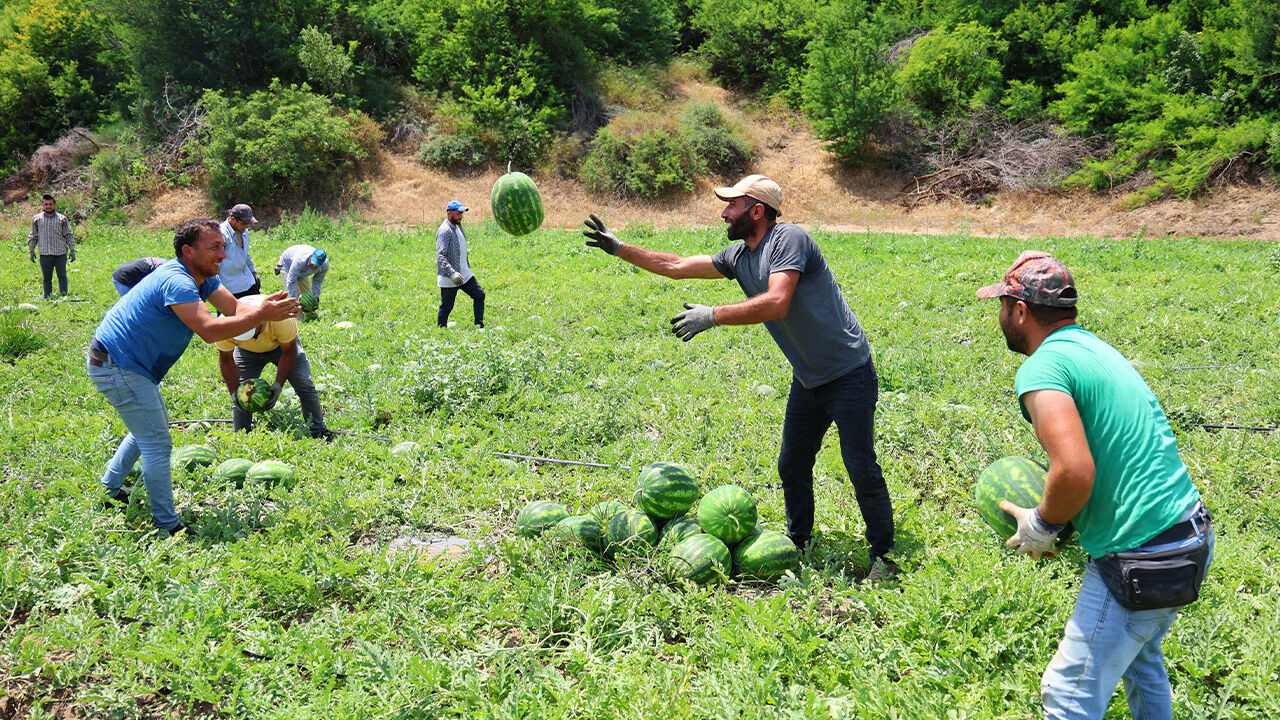 Türkiye'nin ihtiyacının yüzde 25'ini bu kent karşılıyor! Hasat başladı, tarlada kilosu 24 lira - 4. Resim