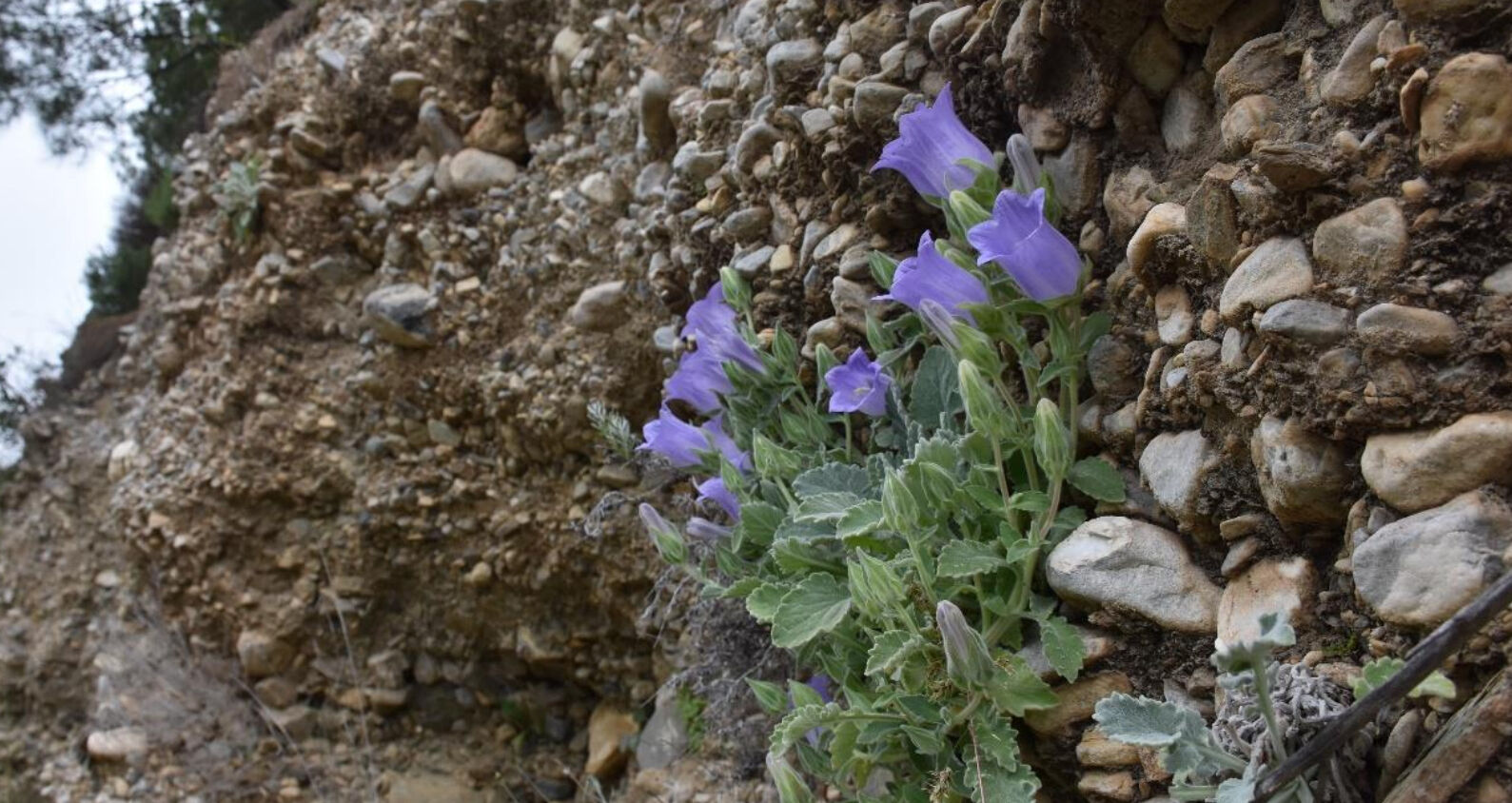 Tüylü Çan Çiçeği koparmak neden yasak, cezası nedir? Gözler koruma altına alınan bitkide - 3. Resim