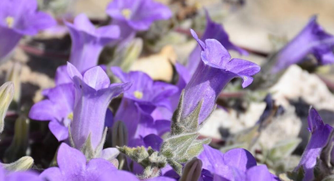 Tüylü Çan Çiçeği koparmak neden yasak, cezası nedir? Gözler koruma altına alınan bitkide - 4. Resim