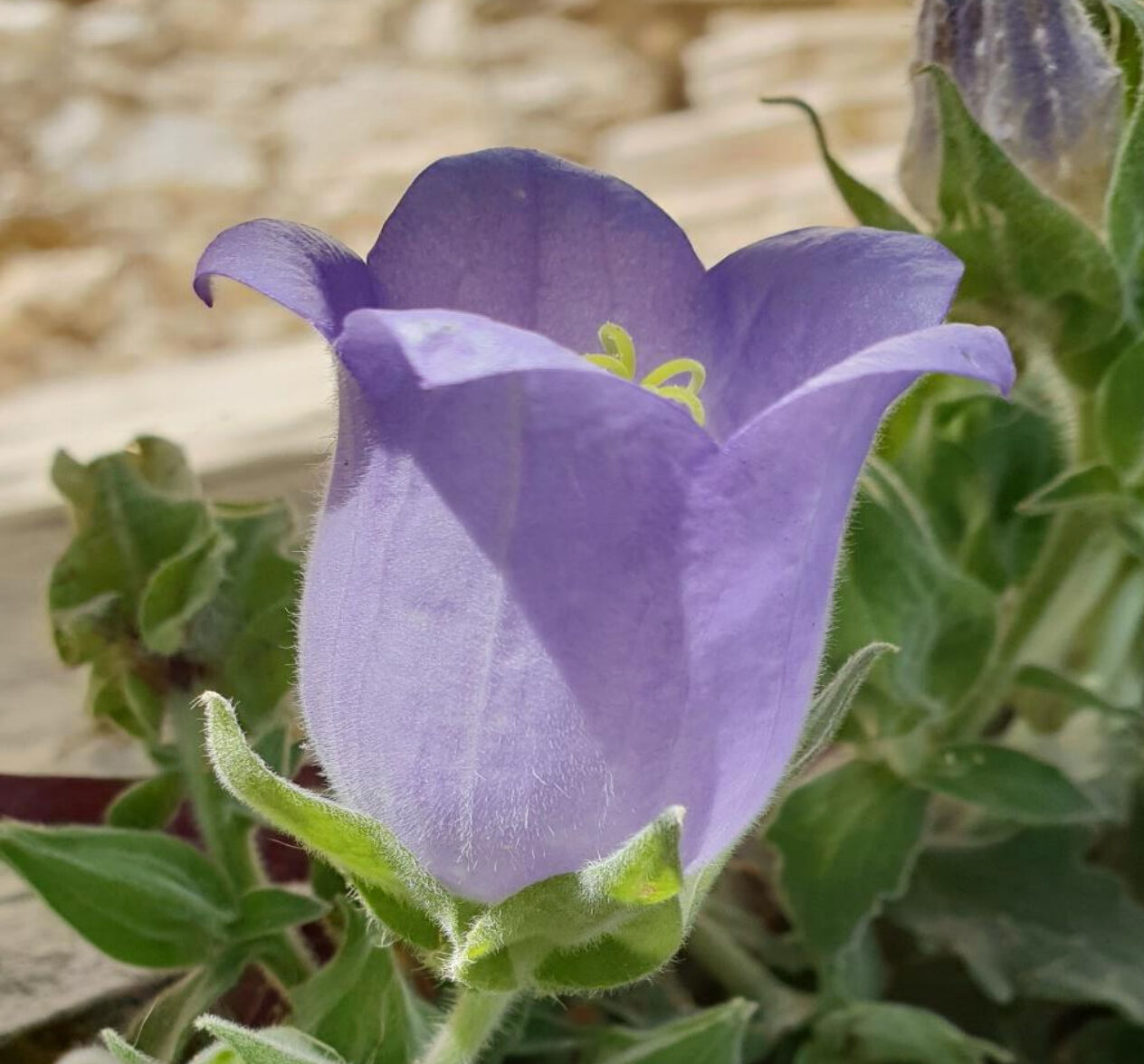 Tüylü Çan Çiçeği koparmak neden yasak, cezası nedir? Gözler koruma altına alınan bitkide - 1. Resim