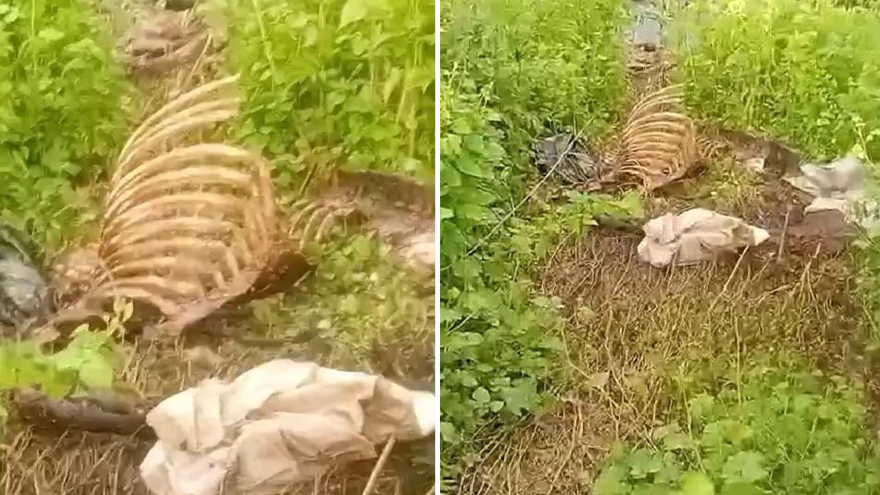 Vatandaşa yedirecekler! Dere kenarında tek tırnaklı hayvan kemikleri bulundu Vatandaşa yedirecekler! Dere kenarında tek tırnaklı hayvan kemikleri bulundu
