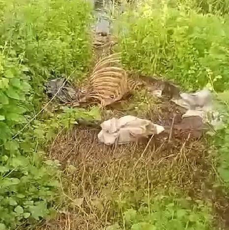 Vatandaşa yedirecekler! Dere kenarında tek tırnaklı hayvan kemikleri bulundu - 1. Resim