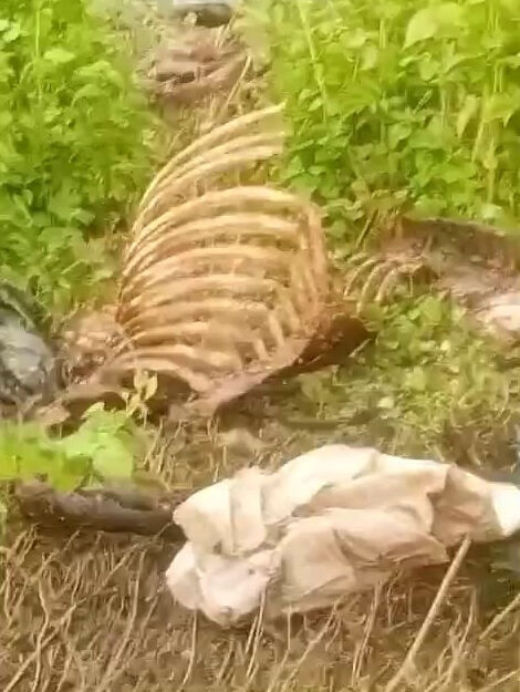 Vatandaşa yedirecekler! Dere kenarında tek tırnaklı hayvan kemikleri bulundu - 2. Resim