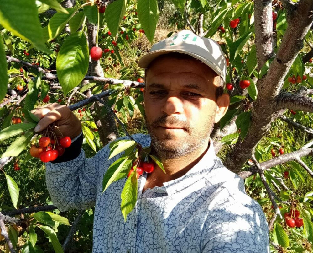 Verim az fiyat yüksek! Napolyon kirazının kilosunu 300 TL'ye satıyorlar - 2. Resim