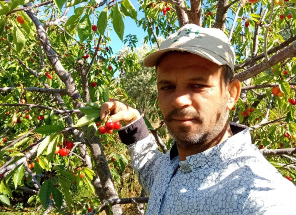 Verim az fiyat yüksek! Napolyon kirazının kilosunu 300 TL'ye satıyorlar - 1. Resim