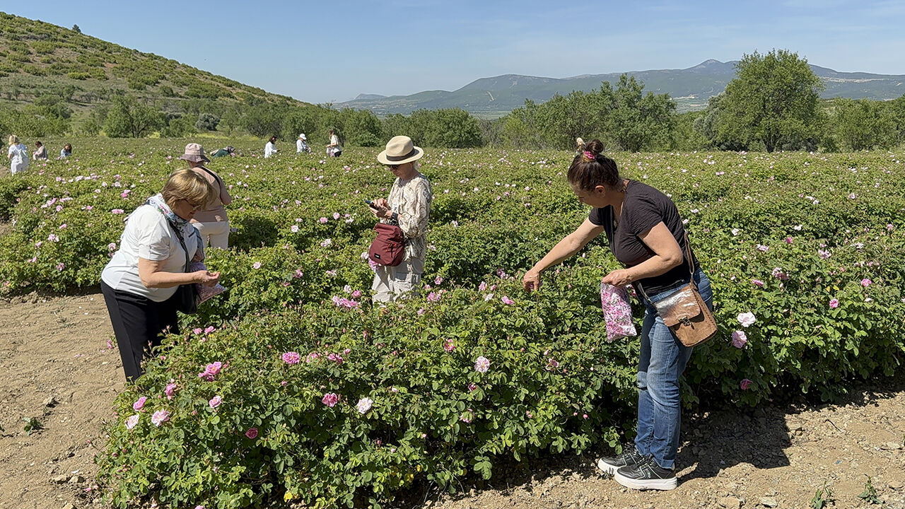 Yüzlerce ailenin geçim kaynağı! Dünyadaki üretimin yüzde 65'ini karşılıyorlar, ilk hasat coşkuyla başladı - 1. Resim