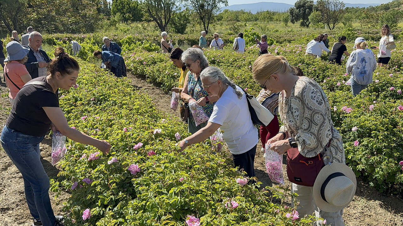 Yüzlerce ailenin geçim kaynağı! Dünyadaki üretimin yüzde 65'ini karşılıyorlar, ilk hasat coşkuyla başladı - 3. Resim