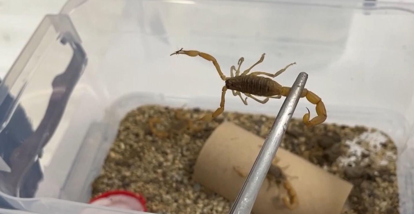 450 tanesinden ayda 1 gram çıkıyor! Aklına bile gelmezdi, üç ayda tamamladı - 2. Resim