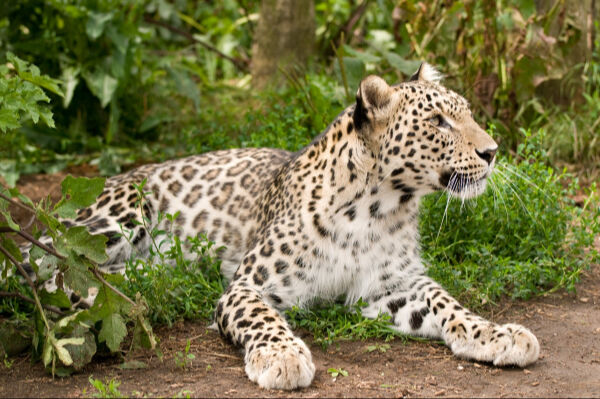 Anadolu Parsı Türkiye'de nerede yaşar, kaç tane kaldı, nesli tükendi mi? Avlamanın cezası büyük! - 1. Resim