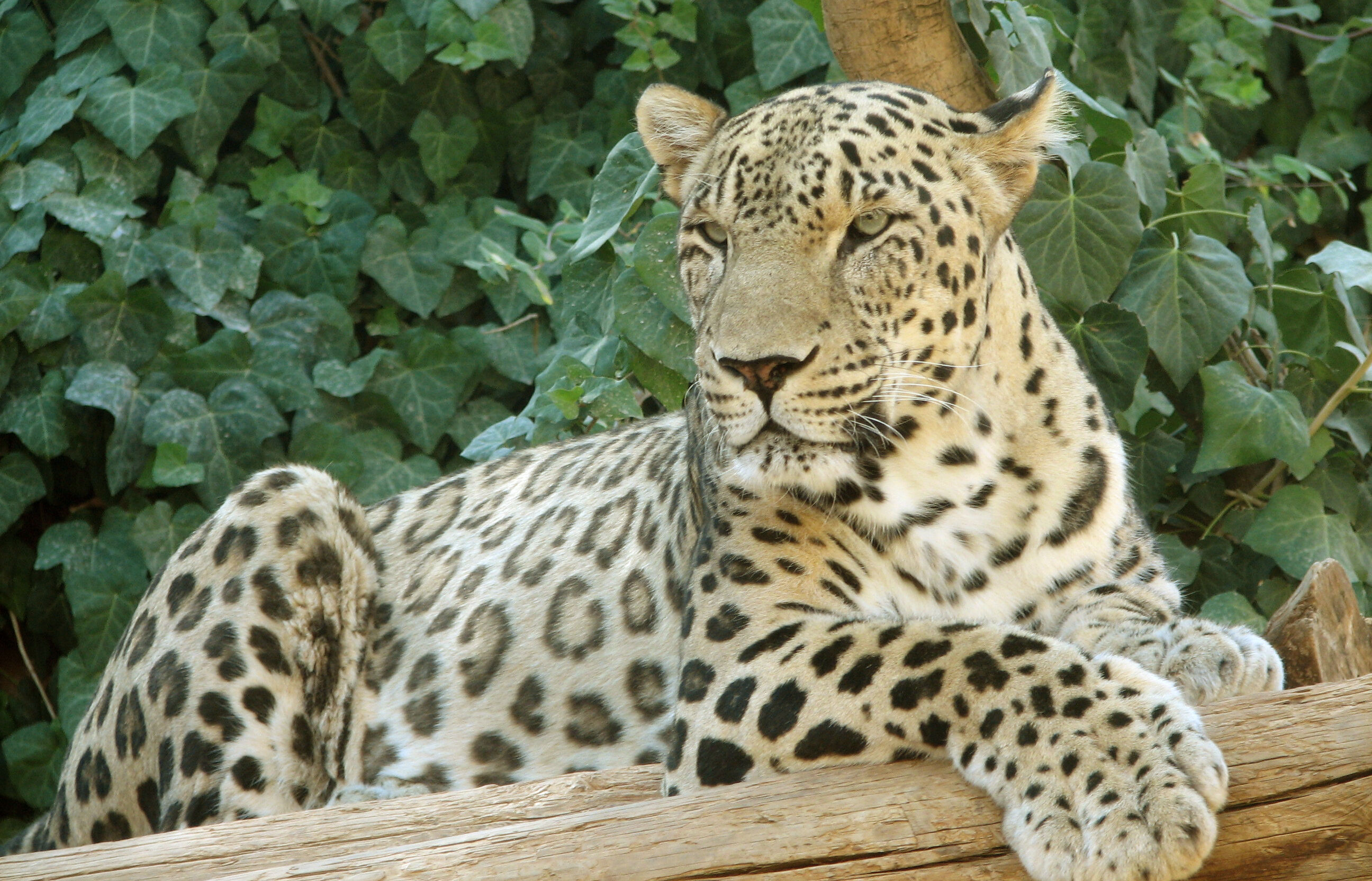 Anadolu Parsı Türkiye'de nerede yaşar, kaç tane kaldı, nesli tükendi mi? Avlamanın cezası büyük! - 5. Resim