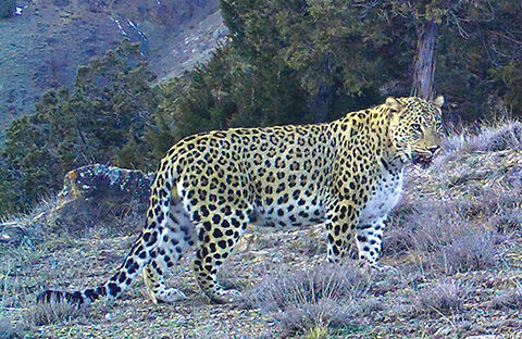 Anadolu Parsı Türkiye'de nerede yaşar, kaç tane kaldı, nesli tükendi mi? Avlamanın cezası büyük! - 3. Resim