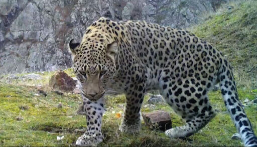 Anadolu Parsı Türkiye'de nerede yaşar, kaç tane kaldı, nesli tükendi mi? Avlamanın cezası büyük! - 4. Resim