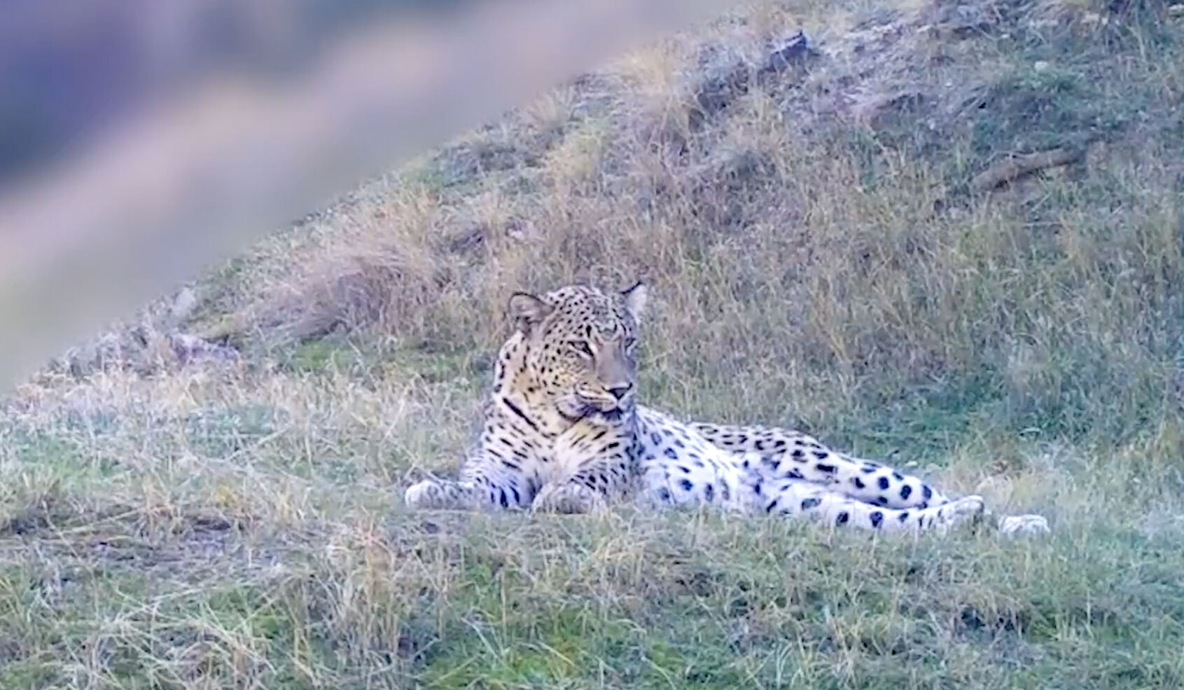 Anadolu Parsı Türkiye'de nerede yaşar, kaç tane kaldı, nesli tükendi mi? Avlamanın cezası büyük! - 2. Resim