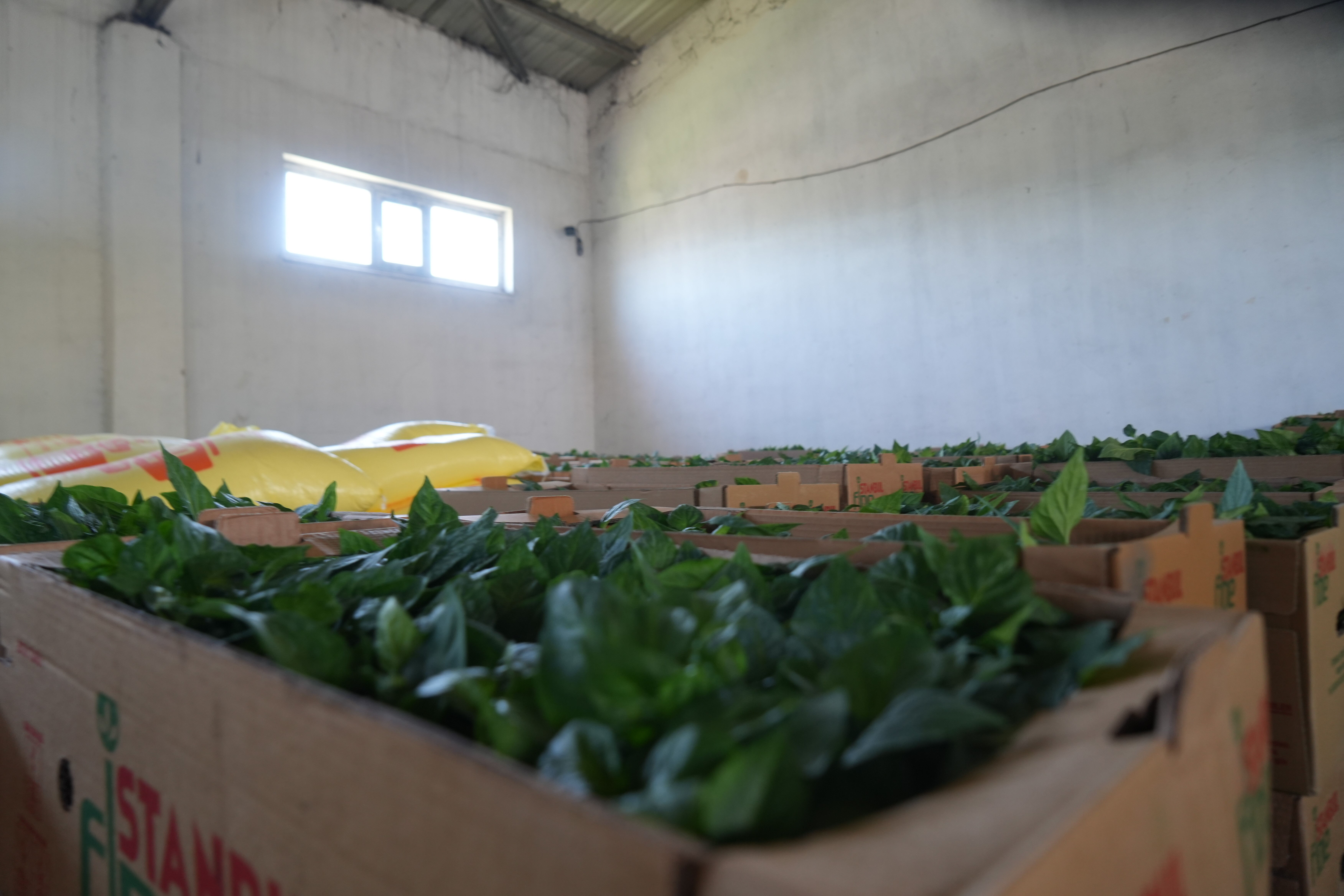 Bakanlık duyurdu, o kentimizde çiftçinin yüzü gülecek! 7 bin hektara 650 bin fide - 1. Resim