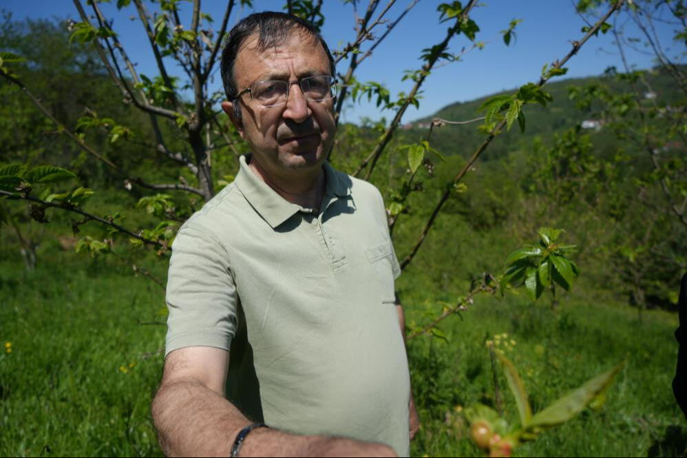 Biyolojik mücadelede yeni adım: Kestane gal arılarına karşı avcı böcekler! Biyolojik mücadelede yeni adım: Kestane gal arılarına karşı avcı böcekler! - 3. Resim