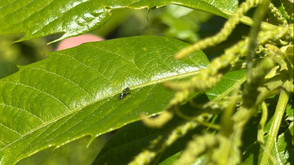 Biyolojik mücadelede yeni adım: Kestane gal arılarına karşı avcı böcekler! - 1. Resim