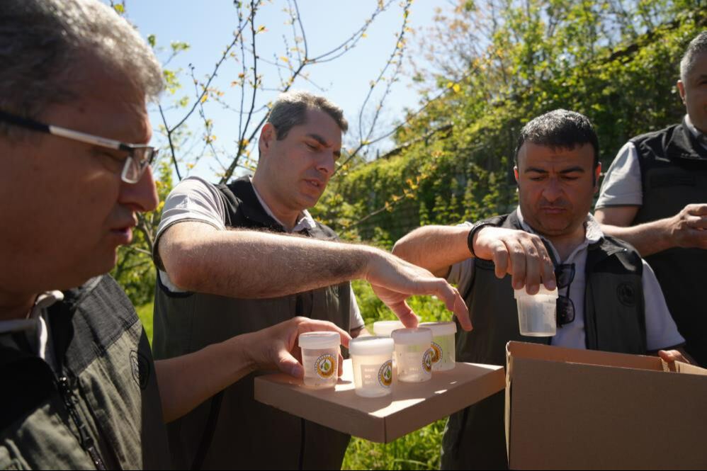 Biyolojik mücadelede yeni adım: Kestane gal arılarına karşı avcı böcekler! - 2. Resim
