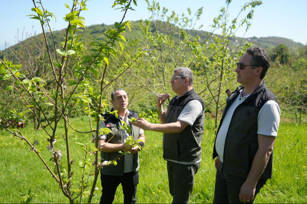 Biyolojik mücadelede yeni adım: Kestane gal arılarına karşı avcı böcekler! - 4. Resim