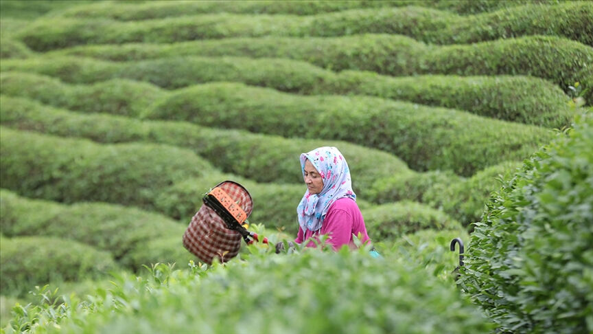 ÇAYKUR'da kuralar çekildi! 1500 kişiye istihdam sağlayacak - 1. Resim
